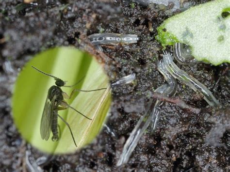 Fungus Gnats Larvae