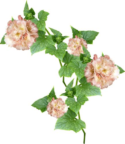 Flower vine png, Flower vine png Transparent FREE for download on ...