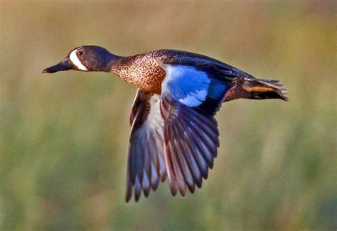 Blue-Winged Teal – Profile | Traits | Migration | Habitat | Breeding ...