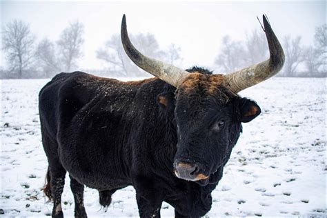 Meet the Taurus Spirit Animals & What They Mean - AZ Animals