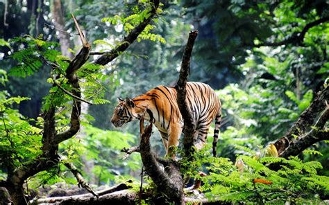 Wallpaper : trees, forest, animals, nature, plants, tiger, branch ...