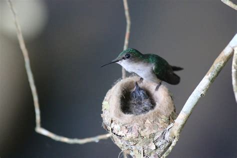 A Hummingbird Nest | The Survival Gardener