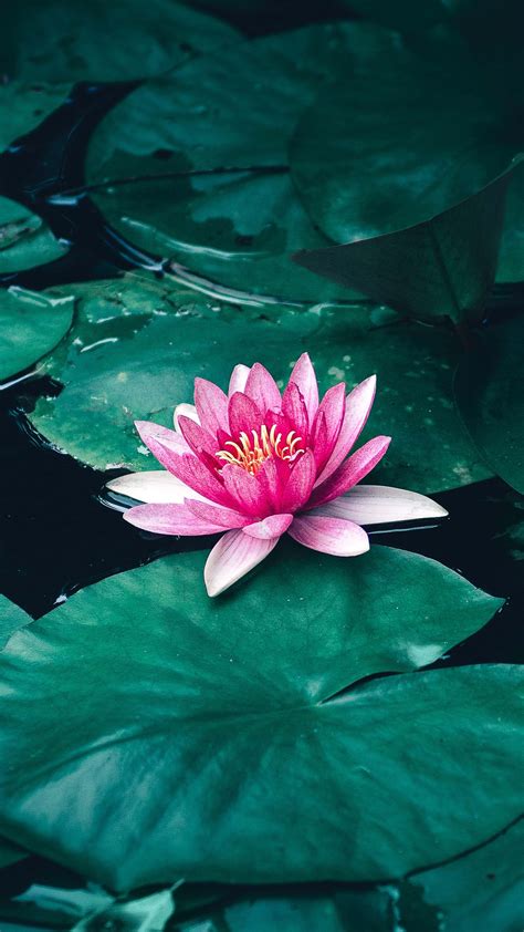 Lotus Flower Ultra HD Wallpapers - Wallpaper Cave