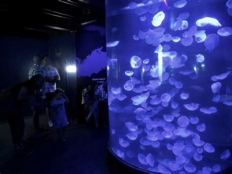 PHOTOS: Maritime Aquarium’s 30th Anniversary Celebration Features 1988 ...