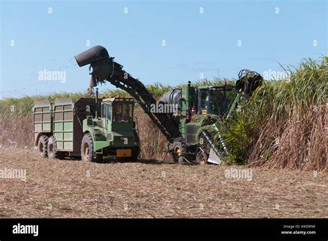 Mechanical Sugar Cane Harvesting machinery at work harvesting a crop ...