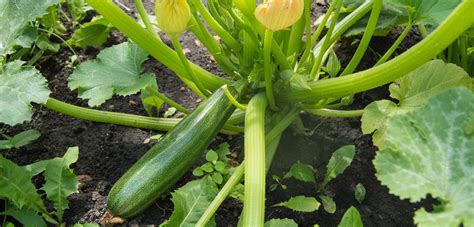 Follow These Guidelines When Growing Marrows For A Bumper Harvest ...