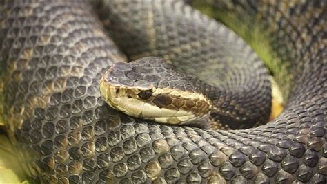 Snakes in Florida: A guide to venomous and non-venomous snakes | wtsp.com