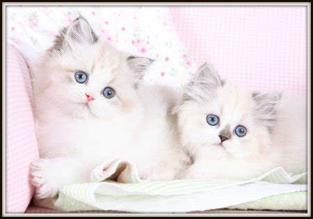 Himalayan Kittens | Himalayan Kittens For Sale | Himalayan Cats