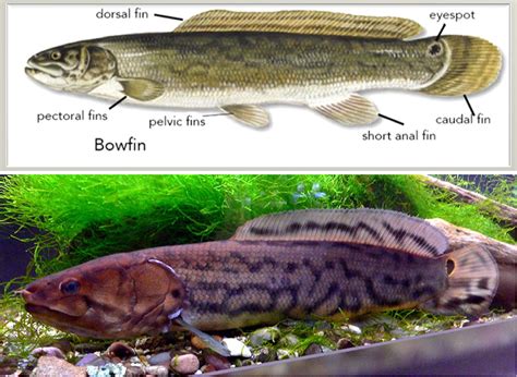 Bowfin - Encyclopedia of Arkansas