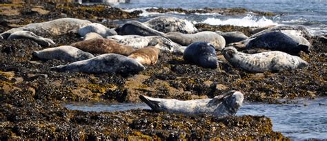 Seals lazing on the Farne Islands, Northumberland, April 2012 Jo Hinson ...