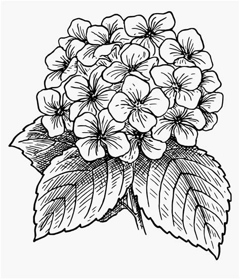 Hydrangea Clipart Black And White, HD Png Download , Transparent Png ...