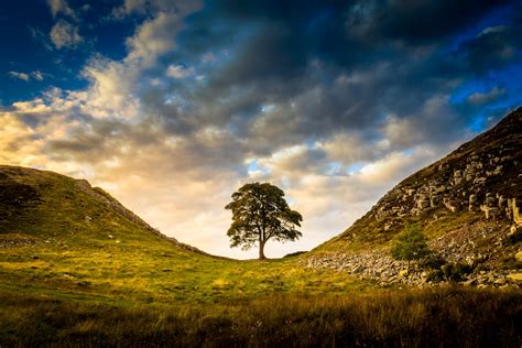 Ancient English 'Robin Hood' Tree Mysteriously Felled Overnight ...