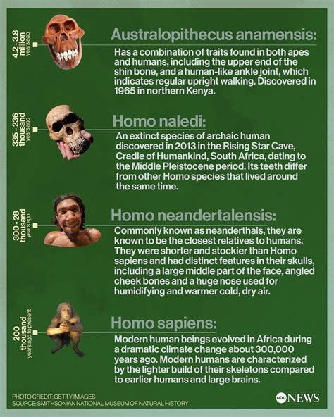 Homo Erectus Skeleton Structure