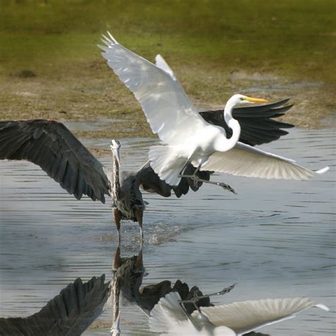 Heron Vs Egret by Joseph G Holland