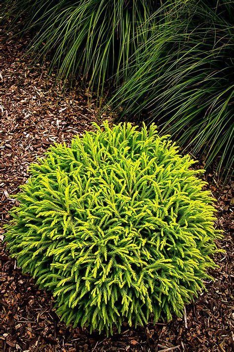 Dwarf Globe Japanese Cedar | Yard landscaping, Japanese garden design ...