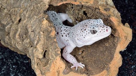 Why Does My Leopard Gecko Tank Smell? [Cleaning Guide] – Acuario Pets