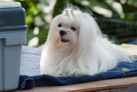 Maltese Grooming Made Simple - For the Pet Owner - Hello Cute Pup