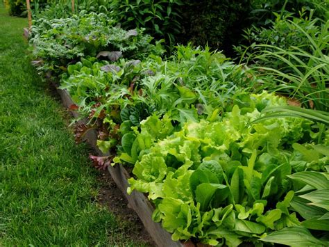 10 Cool-Season Leafy Greens for Your Garden | HGTV