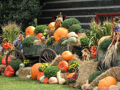 FALL DISPLAY, mums, gouds, straw, squash, pumpkins, HD wallpaper | Peakpx