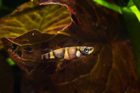 The Ultimate Killifish Care Guide: Types, Tank Mates and More ...