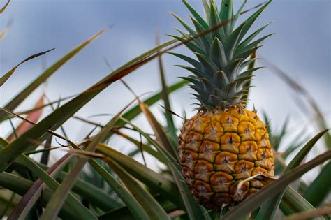 How to Visit a Hawaii Pineapple Farm (2023)