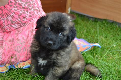 Estrela Mountain Dog puppies | Plymouth, Devon | Pets4Homes