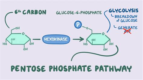 Pentose phosphate pathway: Video, Anatomy & Definition | Osmosis