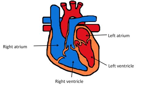 How my heart works - CATCH