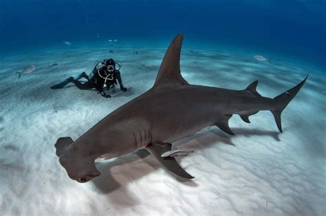 World Record Hammerhead Shark