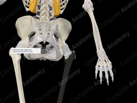 Pubocervical Ligament | Complete Anatomy