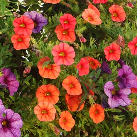 SUPERBELLS® DREAMSICLE® Calibrachoa - Order Online