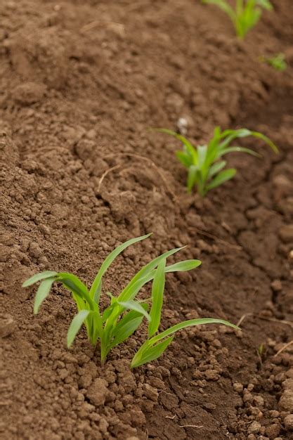 Premium Photo | Rows corn of crops growing