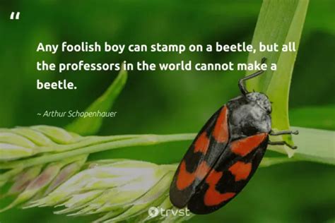 33 Bug Quotes for Insect Lovers and Buggy Life Moments (2024)