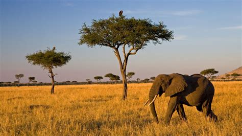 African Grassland Trees