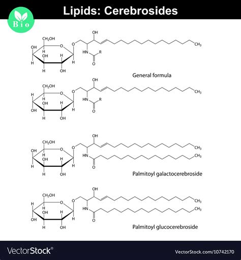 Cerebroside molecules Royalty Free Vector Image