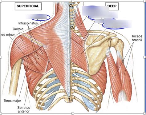 Pectoral Girdle Anatomy