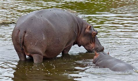 Common Hippopotamus - Facts, Information & Habitat