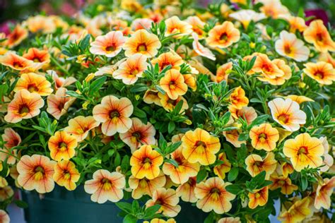 Calibrachoa ‘Million Bells’ - Are They Worth It For One Season Of ...