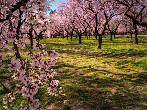 Flowering Pink Almond - How To Care For Growing Flowering Almonds ...