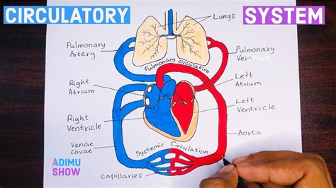 Top 74+ circulatory system sketch diagram best - seven.edu.vn