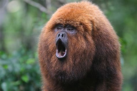 The World's Loudest Animals - WorldAtlas