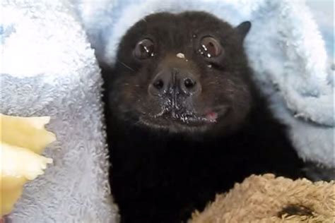 It's a bat eating a banana ... and it's absolutely adorable! | Cute ...