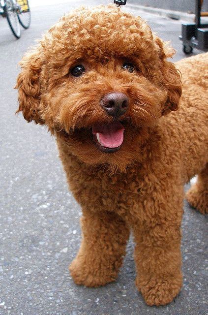 20 Toy Poodle Haircuts ♡ ideas | poodle haircut, poodle, toy poodle