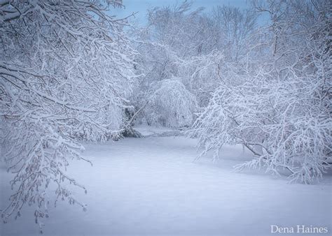 Falling Snow Photography