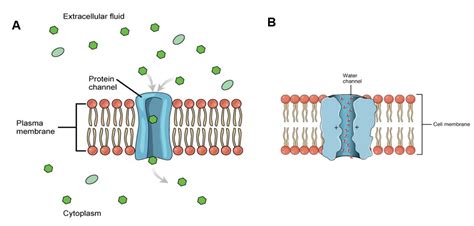 Movement of Substance Across the Plasma Membrane