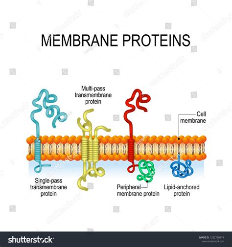 3,709 Membrane protein 图片、库存照片和矢量图 | Shutterstock