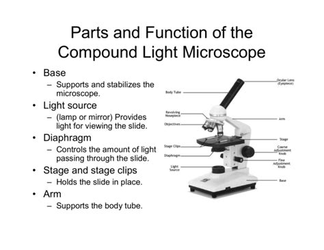 Parts and Function of the Compound Light Microscope