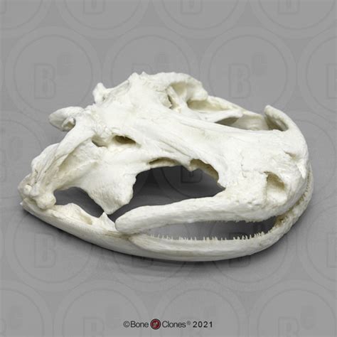 Chinese Giant Salamander Skull - Bone Clones - Osteological Reproductions