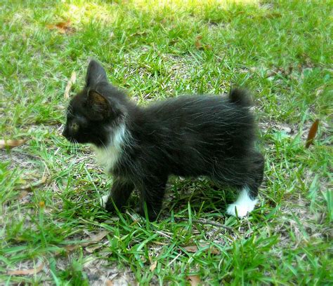 45+ Manx Cat Black - Furry Kittens