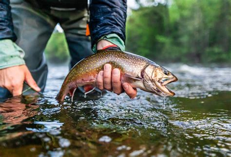 Fly Fishing Maine's Rapid River | Eastbound and Trout